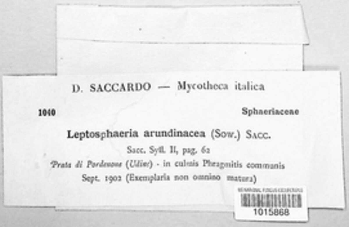 Setoseptoria arundinacea image